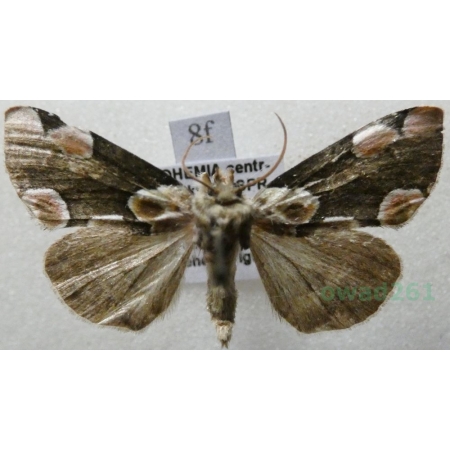 Thyatira batis (Linnaeus, 1758) Plamówka malinówka Czech8f